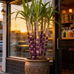 PetalPit Fresh Sweet High-Yield Sugarcane Seeds Easy to Grow for Home Fruit Planting All Seasons Non-Cloying Mellow Aftertaste