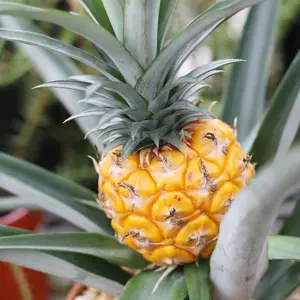Sweet Pineapple Gold Plants Live to Grow 5 to 8 Inch Tall