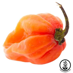 Pepper Seeds - Hot - Scotch Bonnet Orange