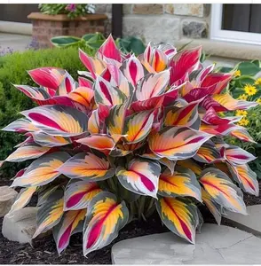 1000+ Unique Hosta Seeds for Perennial Shade Gardens Grows Well in Different Soil Conditions with Minimal Maintenance