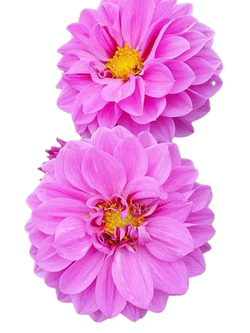 Dahlia Flower Bulbs - Full Sun Outdoor Cut Flower Plants for Home & Garden
