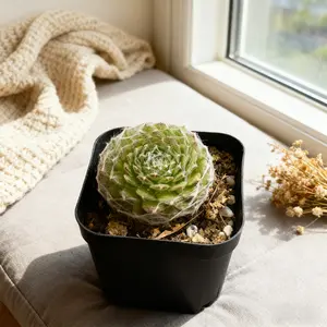 Cobweb Hens and Chicks Live - Sempervivum 'Cabenese' with Silky White Webs | Unique Textured Cold Hardy Succulent