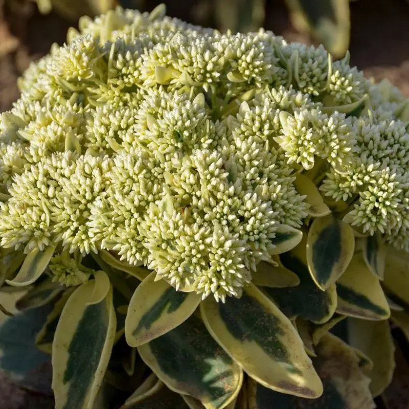 Frosted Fire Stonecrop Sedum