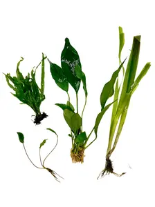 Betta Aquarium Plant Bundle, Italian Val, Java Fern, Crypt, and Anubias, Easy Beginner Live Fish Tank Decor