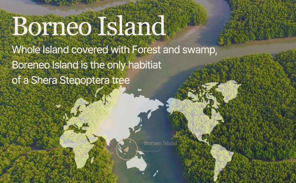 [mixsoon Official Shop] Vegan Melting Lip Balm (Clear) 0.14 oz / 4.1g - Nourishing Lip Balm Stick for Dry Cracked Lips, Korean Skin Care