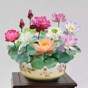 40 Mixed Color Bonsai Lotus Seeds for Ornamental Ponds & Home Planting - Easy to Plant,All Seasons,Open Mouth Bowl Variety - Non-GMO Aquatic Seeds (Mixed Color)