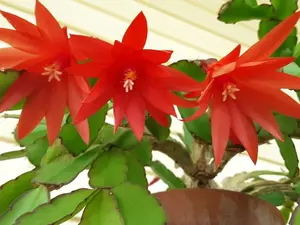 RARE RED LIVE Easter Cactus LIVE PLANTS