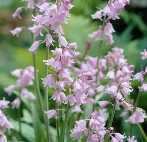 Spanish Pinkbell Bulbs for Planting - Hyacinthoides Hispanica Pink - Easy to Grow Perennial Flowers for Garden or Container Growing
