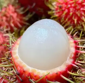 Rambutan Fruit Seeds – Exotic Tropical Tree Seeds, Easy to Grow, Indoor & Outdoor Planting, All Season Planting, Home Garden, Beginner Friendly