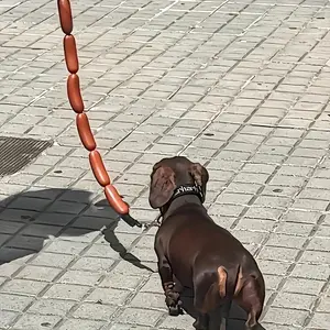 Durable Rubber Leash for Walking Hot Dogs, Designed for Playful Pets Like Small Dogs, Puppies, And Cats, Also Suitable for Outdoor Fun