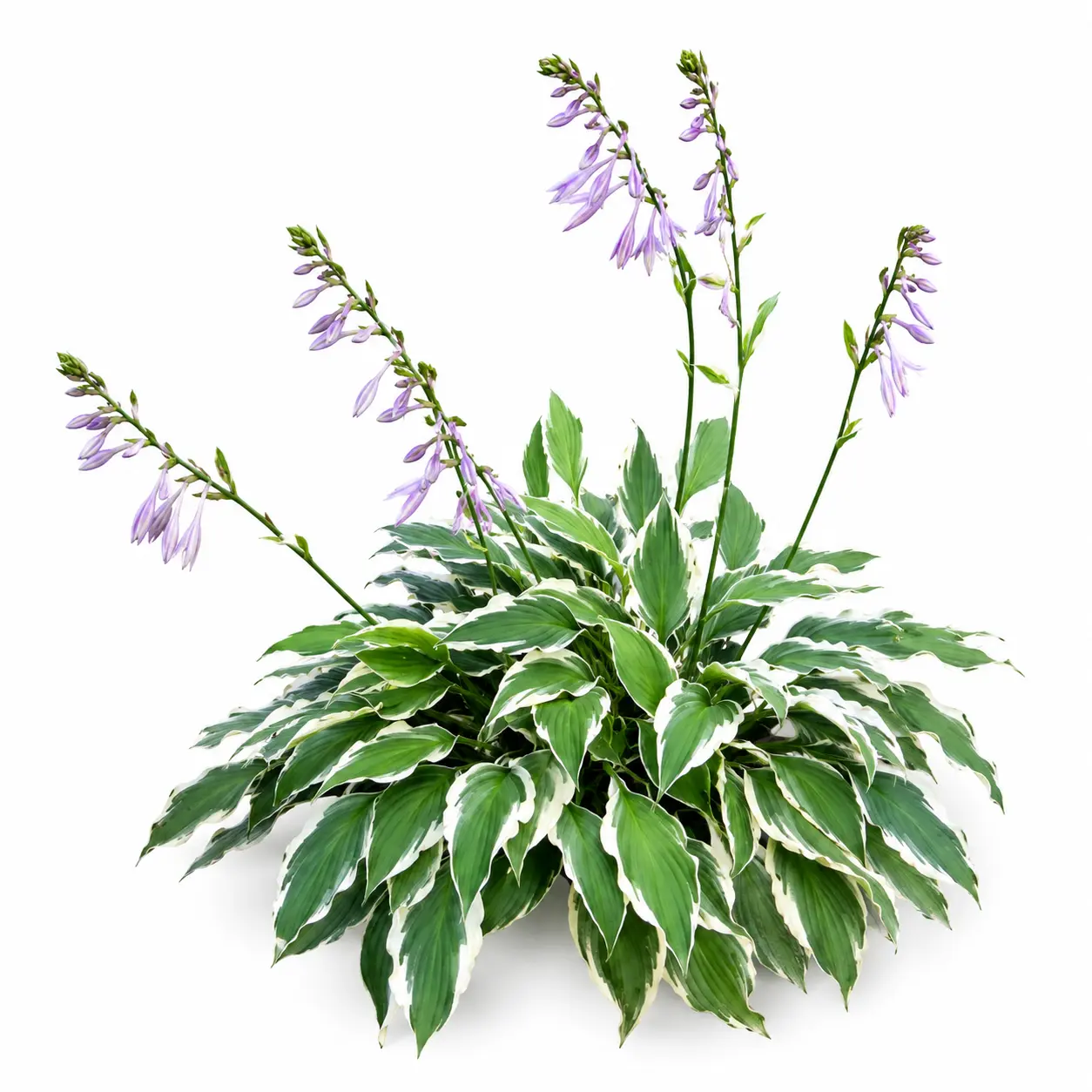 Albo Marginata Hosta Bare Roots for Planting – Variegated Green & White Hardy Perennial Shade Plant – Live Hosta Roots for Garden Beds, Borders & Containers