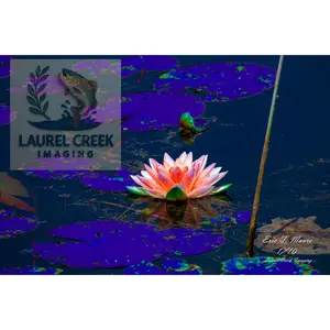 Petal Drift – Limited Edition Framed Fine Art Print (16×24) /10