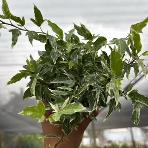Variegated  English Ivy 4" Pot Indoor Plant Tropical Bright Light Weekly Watering Ideal for Sunny Rooms