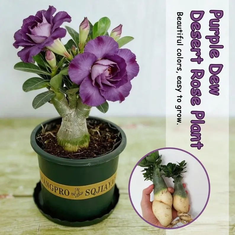 Premium Blooming Desert Rose Flower Seeds, Eye-Catching Showy Blooms, Novice-Friendly Patio Home Ornament