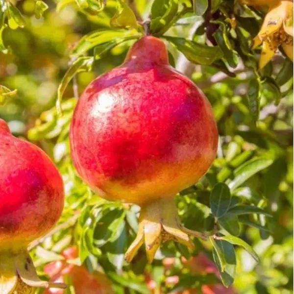 Pomegranate Tree Live Plant for Planting 4 to 8 Inch Tall - Pomegranate Fruit Tree - Punica Granatum Plant