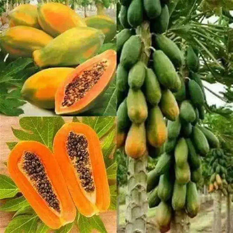 Carica Papaya Mexican Papaya Seeds - 4-Bag Pack (150 Seeds Each), High Germination, Ideal for Tropical Climate Indoor-Outdoor Gardening, Suitable for Partial Shade Planting