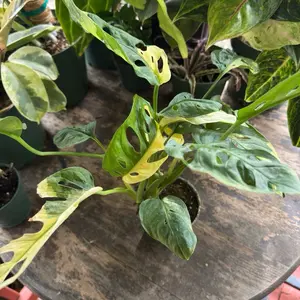 Monstera Adansonii Aurea Variagated | 4 Inch Pot | House Plant | Rare Live Plant