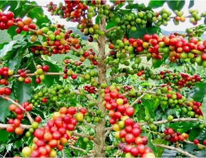 Coffee Bean Coffea arabica, tropical tree rare shrub exotic cafe seed 12 SEEDS