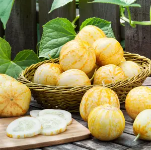 50 Lemon Cucumber Seeds for Planting - Heirloom Sunflower Seeds for Planting Outdoors - Garden Seed Sunflower Gifts