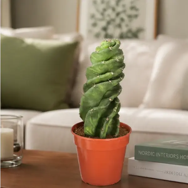 5CAC008  Spiral Cactus Live Plant (Cereus Validus ‘Spiralis’), 5" Nursery Pot, Unique Sculptural Cactus for Indoor Garden & Plant Lovers