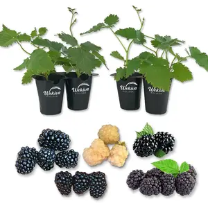 Blackberry Variety Pack - 4 Live Starter Plants - Rubus - Four Live Starter Plants for Your Edible Garden