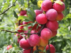 Plum Fruit Tree Seeds for Planting - 10 Seeds of Prunus americana- Made in USA, Ships from Iowa - Popular Outdoor Tree or Bonsai