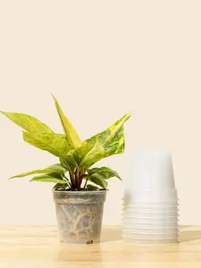 4” Clear Grow Pots (10 pack)