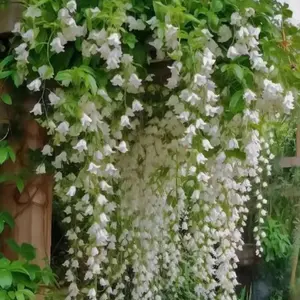 30 pcs hanging jasmine seeds – Hardy Climbing Vines for Year-Round Blooms, Perfect for All Seasons