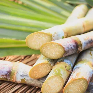 100 Sugar Cane Plant Seeds, Heirloom Non-GMO Tall Perennial, Sweet Juicy Fruits, Low-Maintenance, Perfect Gardening Gift for Outdoor Gardens