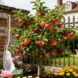 Semi-dwarf Honey Crispy Apple Tree Seedlings - Easy-to-grow fruit trees with high survival rates, ideal for home gardens and yards, hard, cold-resistant and fast-growing, suitable for beginners and home backyards