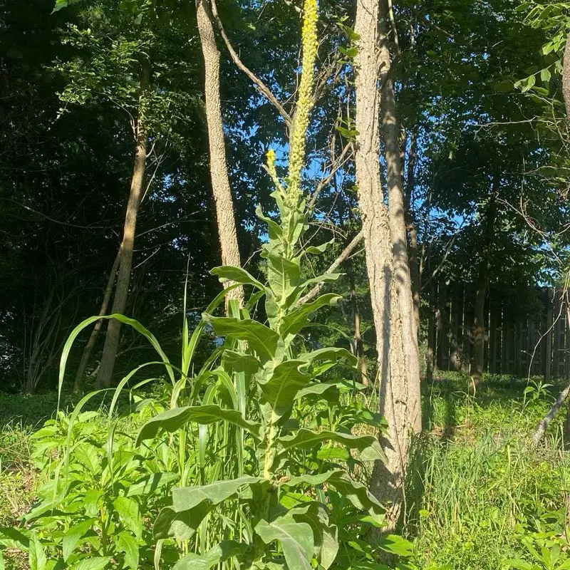 Mullein seeds