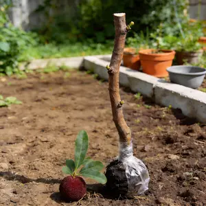 Yangmei Waxberry Tree Sapling | Fresh Edible Fruit Production | Sturdy Root System | Grafted Variety for Consistent Growth | Ideal for Backyard Planting | Low-Maintenance & Beginner-Friendly | Adds Beauty & Edible Harvest to Your Outdoor Space