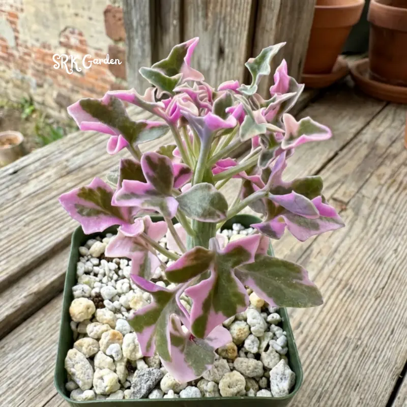 Lavender Fantasy Live plant | Variegated Senecio Articulatus Live Plant in 4 inch pot