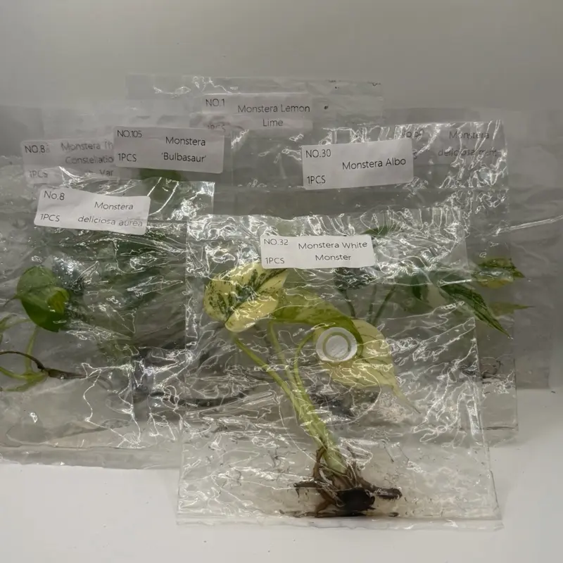 Mega Monstera Tissue Culture Bundle – 7 Rare Variegated Monstera TC Plants