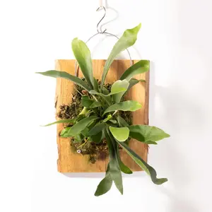 Staghorn Fern – Platycerium bifurcatum 'Elkhorn’