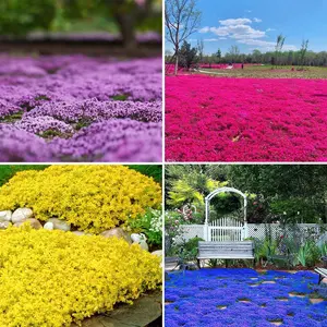 3000+ Creeping Thyme Seeds for Planting, Ground Cover Herb Seeds for Garden Growing, Seeds Only, Not Live Plants