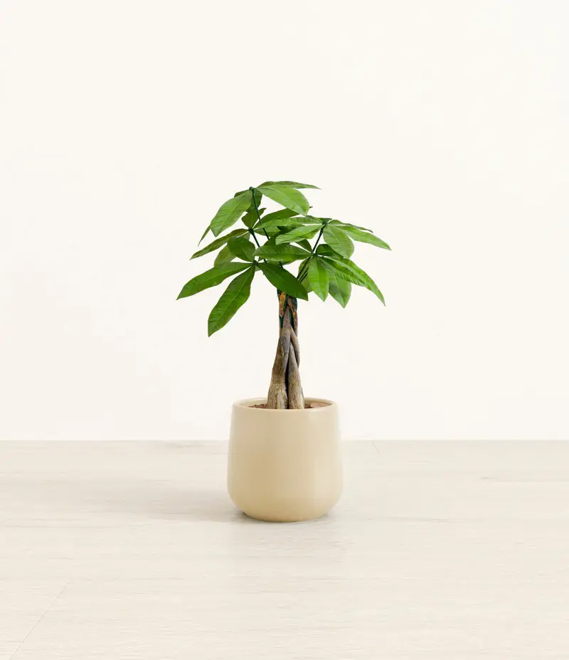 cheap plants online - TikTok Shop