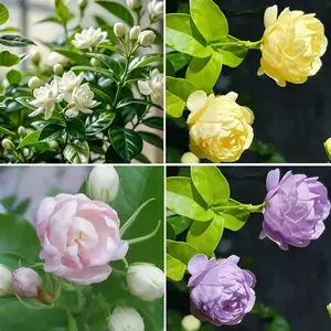 50+ Pcs Mixed Color Jasmine Seeds  for Planting Outdoors