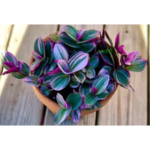 Rare Tradescantia Nanouk Lilac Plant | Rare Tradescantia Pot | Rare Pink Wandering Jew | Easy care hardy indoor houseplant in a nursery pot