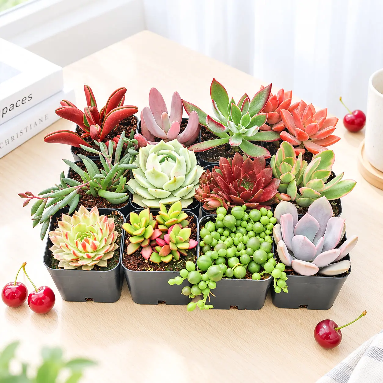 Valentine Succulent Pack Valentine Succulent Pack