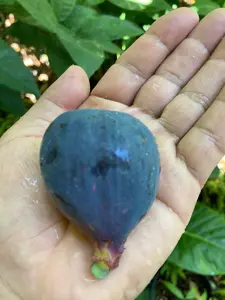 Black Mission Fig Tree Scionwood Cutting - Organically Grown, Cherished Variety for Grafting Projects, High Productivity, Excellent Hardiness