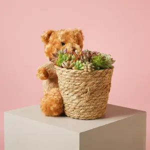 Cute Bear Basket with Soil-Free Succulents - Soilless Succulent Cuttings Basket,Living Succulent Floral Arrangement with Moisture Base,Desk Decor plant Gift