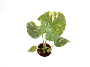 Monstera Thai Constellation 4” Potted Live Plant - Rare Variegated Monstera - Iconic Starry Night Foliage - Exotic Tropical Aroid - Creamy Splashed Leaves - Collector’s Item - Indoor Statement Piece - Designer Plant - Marbled Variegation