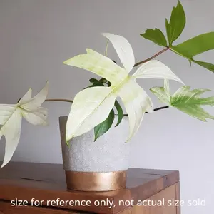 Florida Ghost Philodendron Tissue Culture – Rare White New Growth | Premium TC Starter Plant | Fast-Growing Climbing Philodendron