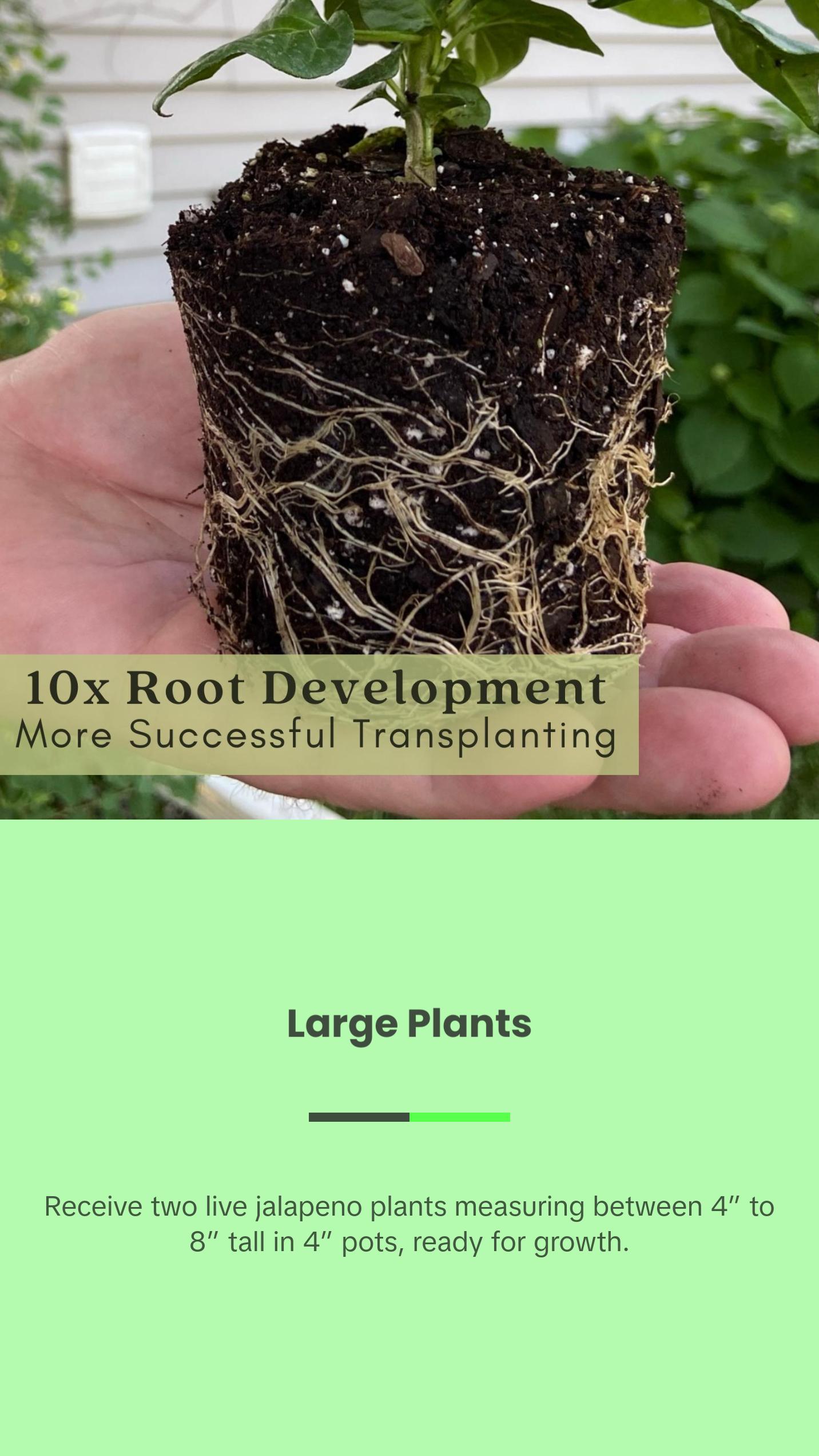 Jalapeno Megatron Peppers | Two Live Garden Plants | Jumbo Fruit, Non-GMO, Mild Heat, Great Producer Jalapeno Megatron Peppers | Two Live Garden Plants | Jumbo Fruit, Non-GMO, Mild Heat, Great Producer