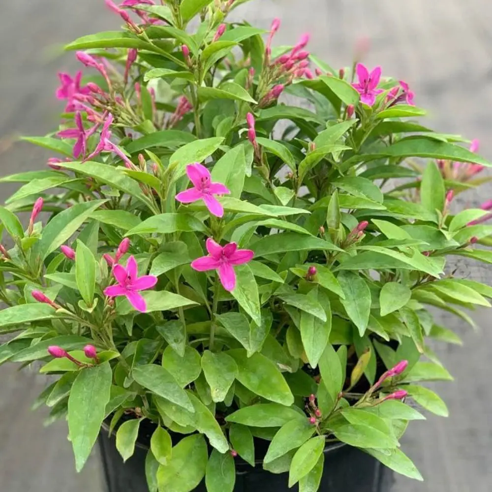 Shooting Star (Clerodendrum Quadriloculare)