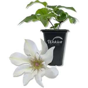 Clematis Kitty - Live Starter Plants in 2 Inch Growers Pots - Starter Plants Ready for The Garden - Rare Clematis for Collectors