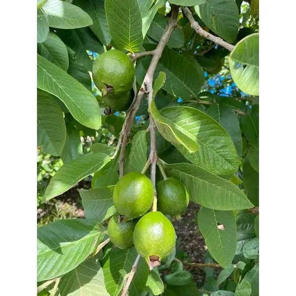 D-R-D GUAVA LEAVES "7 G"