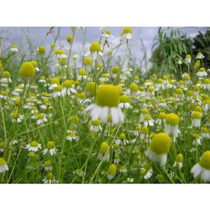 German Chamomile - 500+ seeds