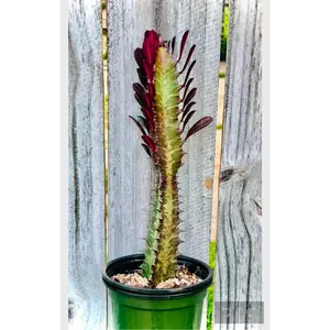 Euphorbia Trigona “ African Milk Tree”